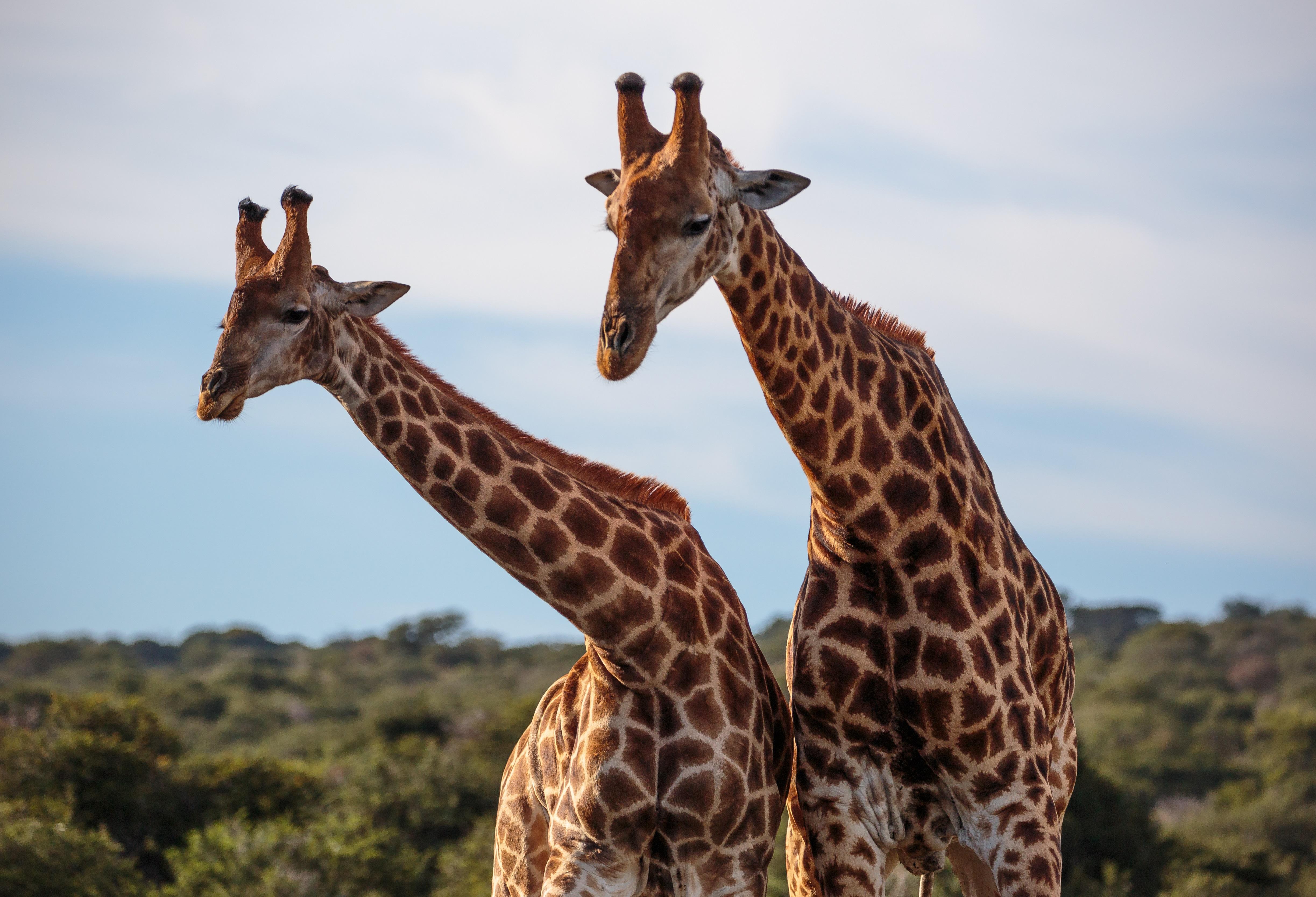 Hlosi Game Lodge - Amakhala Game Reserve Buyskloof Exterior foto